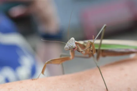 The mighty mantis makes an appearance